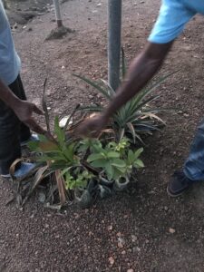 New seedlings waiting to be planted around the guest house